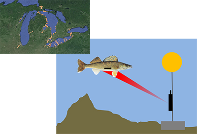 Overlapping pictures. In the upper left is a map of the receiver network in the Great Lakes during this study. More than 300 receivers in Lake Huron and Lake Erie were used to track walleye, including multiple receivers in the Tittabawassee and Maumee rivers, near the river mouths, across key migration corridors, and along the shorelines of Lake Huron and Lake Erie. Lower right is an illustration of a walleye with an acoustic telemetry tag (small black horizontal bar) swims passed a receiver (black box on cable with yellow float) anchored on the lake bottom. The tag regularly broadcasts an acoustic signal (red cone) specifying the unique ID number of tag.